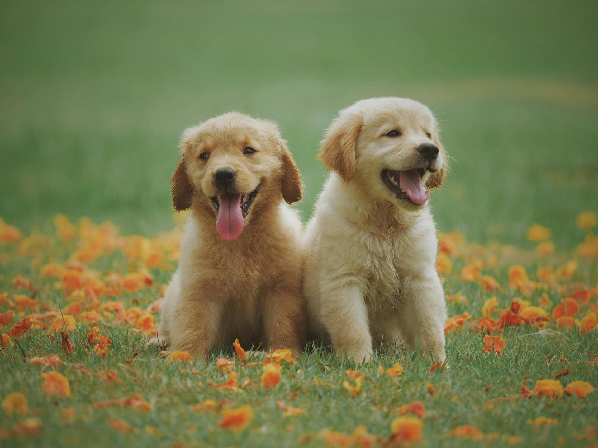 Dog Cremation Prices in Sheffield