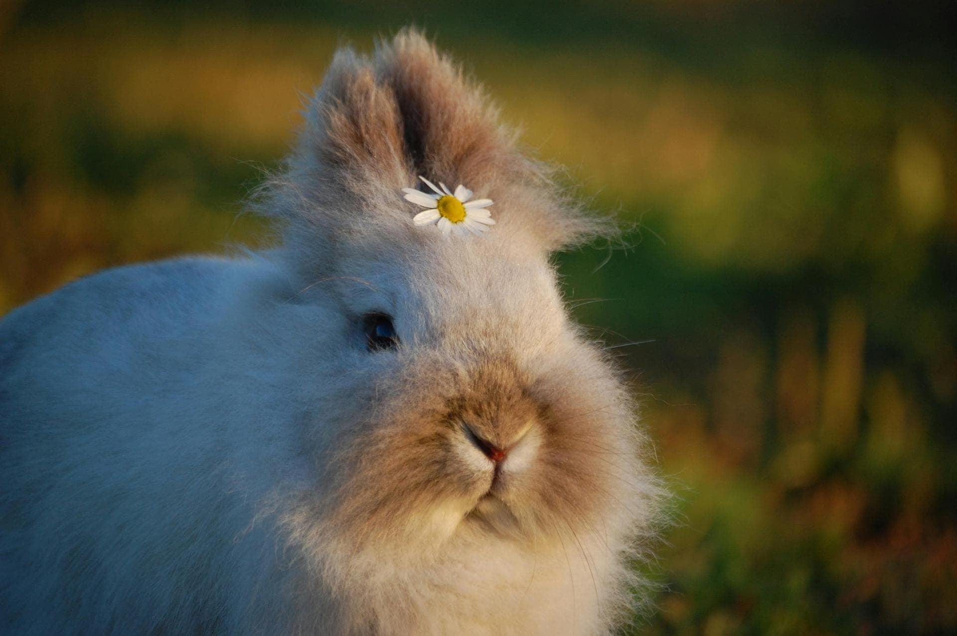 Rabbit Vaccinations Vhd Myxo Prices in Sheffield