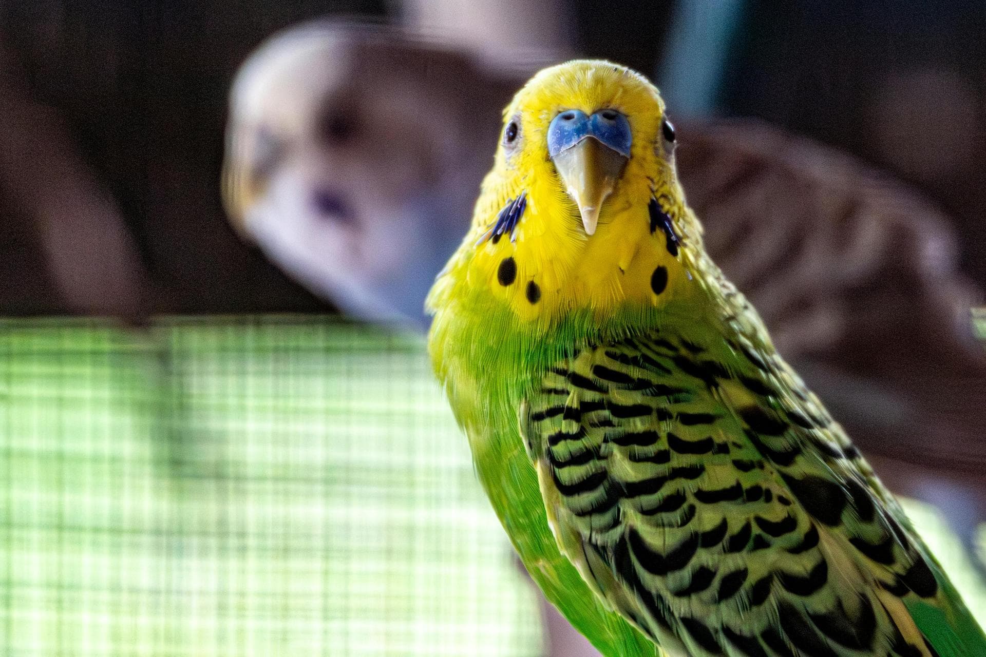Bird Exotic Pet Consultation Prices in Sheffield