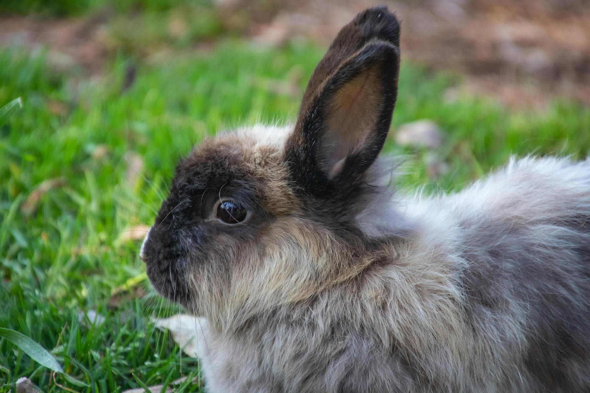 Rabies Vaccination Prices in Sheffield