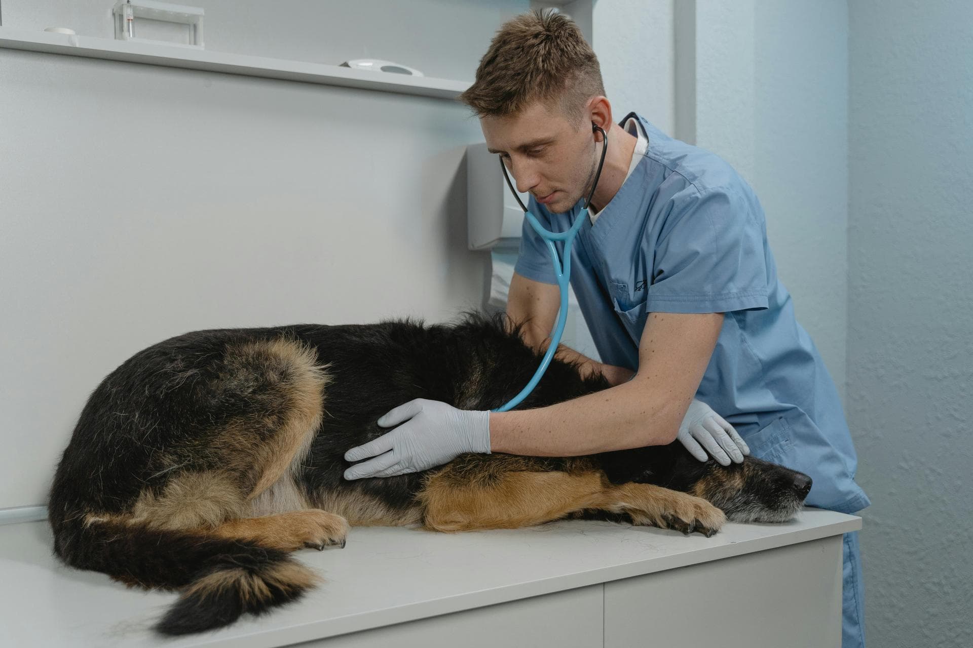 Cat Spay Castrate Neutering Prices in Sheffield