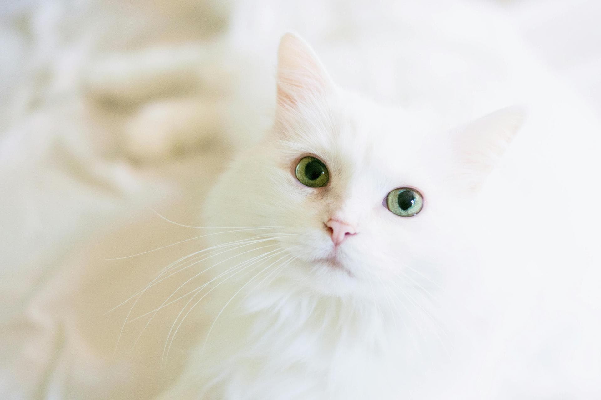 Pet Microchipping Prices in Sheffield